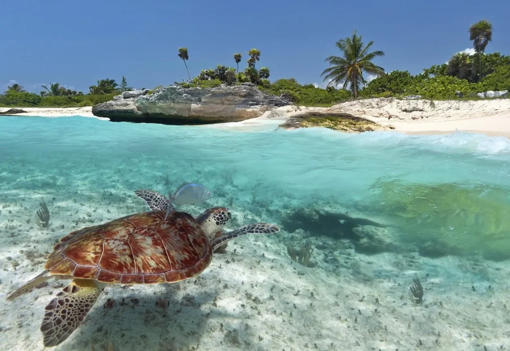 Thumbnail-Para-Aguas-Cristalinas-En-Akumal-Por-Rentas y Turismo