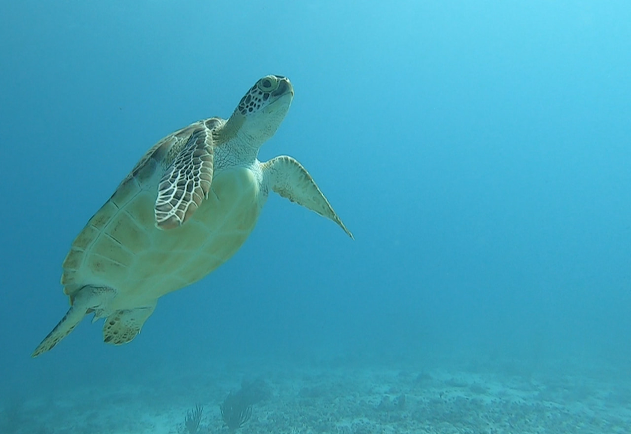 Thumbnail-Tortuga-Marina-Fauna-Submarina-MUSA-Por-Rentas y Turismo.jpg